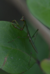 Notomantis brunneriana