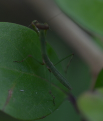 Notomantis brunneriana