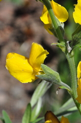 Thermopsis gracilis