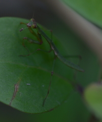Notomantis brunneriana