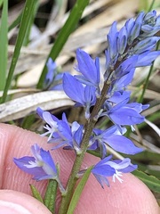 Polygala amara