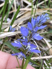 Polygala amara