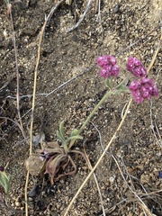 Chorizanthe douglasii