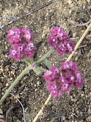 Chorizanthe douglasii