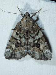 Catocala micronympha