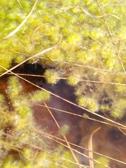 Sphagnum cuspidatum