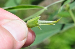 Thermopsis gracilis