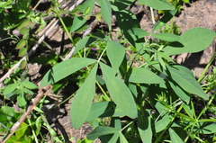 Thermopsis gracilis