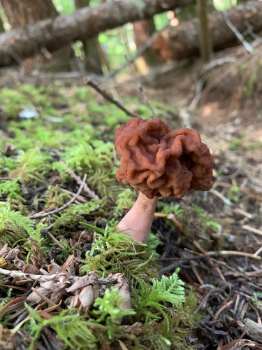 False Morel