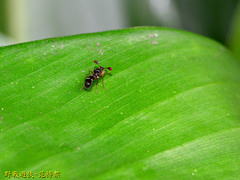 Teleopsis quadriguttata