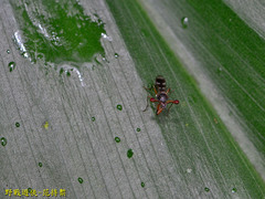 Teleopsis quadriguttata