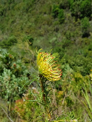 Leucospermum lineare
