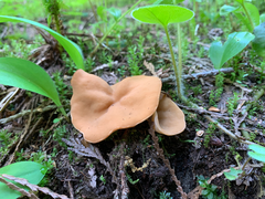 Discinaceae