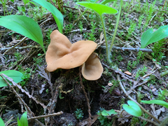Discinaceae
