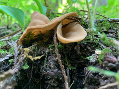 Discinaceae