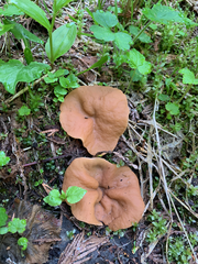 Discinaceae