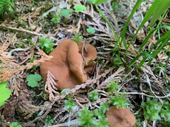 Discinaceae
