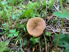 Discinaceae