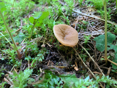 Discinaceae