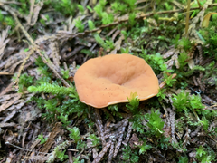 Discinaceae