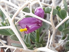 Rhinotropis subspinosa