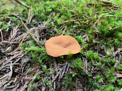 Discinaceae