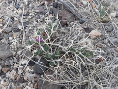 Rhinotropis subspinosa