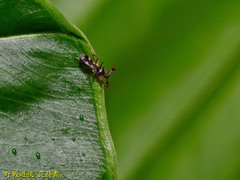 Teleopsis quadriguttata