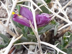 Rhinotropis subspinosa