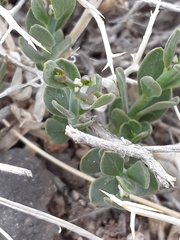 Rhinotropis subspinosa