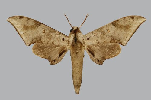 Polyptychus retusus