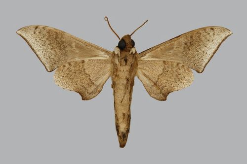 Polyptychus retusus