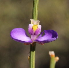 Comesperma scoparium