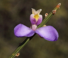 Comesperma scoparium