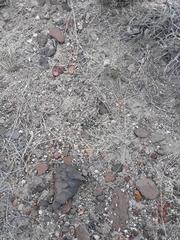 Rhinotropis subspinosa