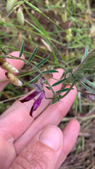 Vicia benghalensis