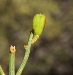 Comesperma scoparium
