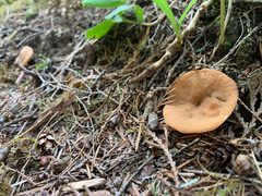 Discinaceae