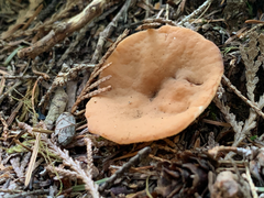 Discinaceae