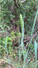 Phalaris caroliniana