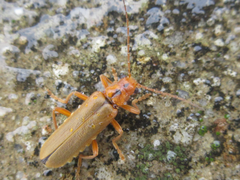 Lycocerus vitellinus