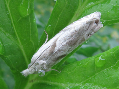 Eucosma metzneriana
