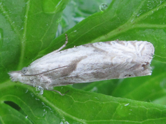 Eucosma metzneriana