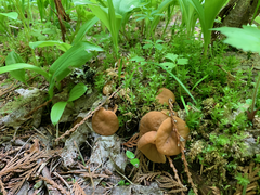 Discinaceae