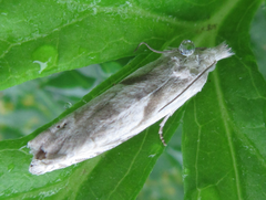 Eucosma metzneriana