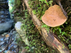 Discinaceae