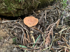 Discinaceae