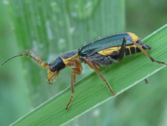 Cordylepherus sibiricus