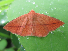 Striglina cancellata