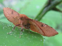 Striglina cancellata